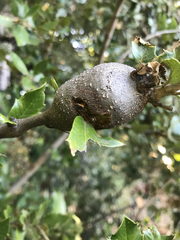 Protobalandricus spectabilis