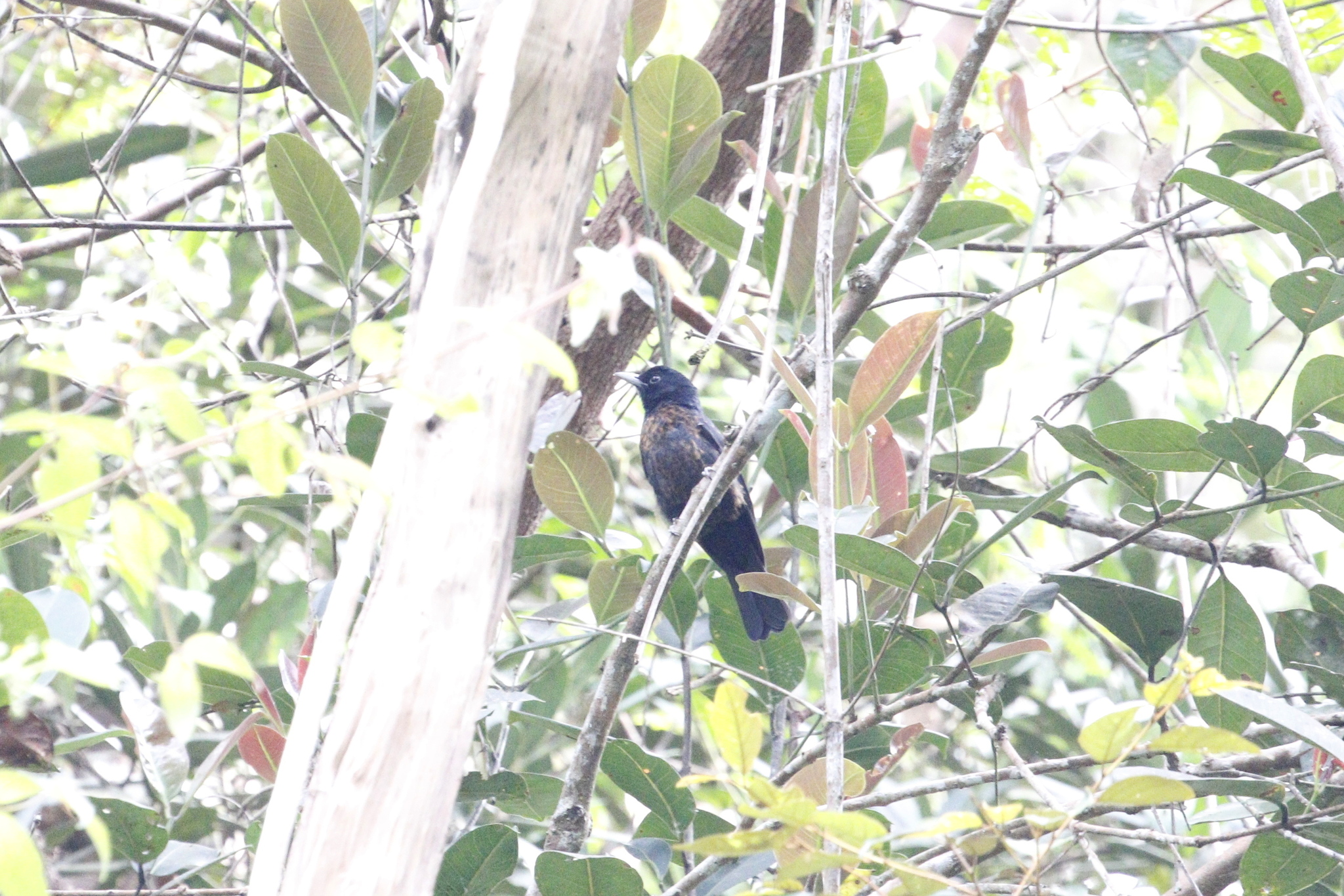 Javan Oriole (Oriolus cruentus), photo 9