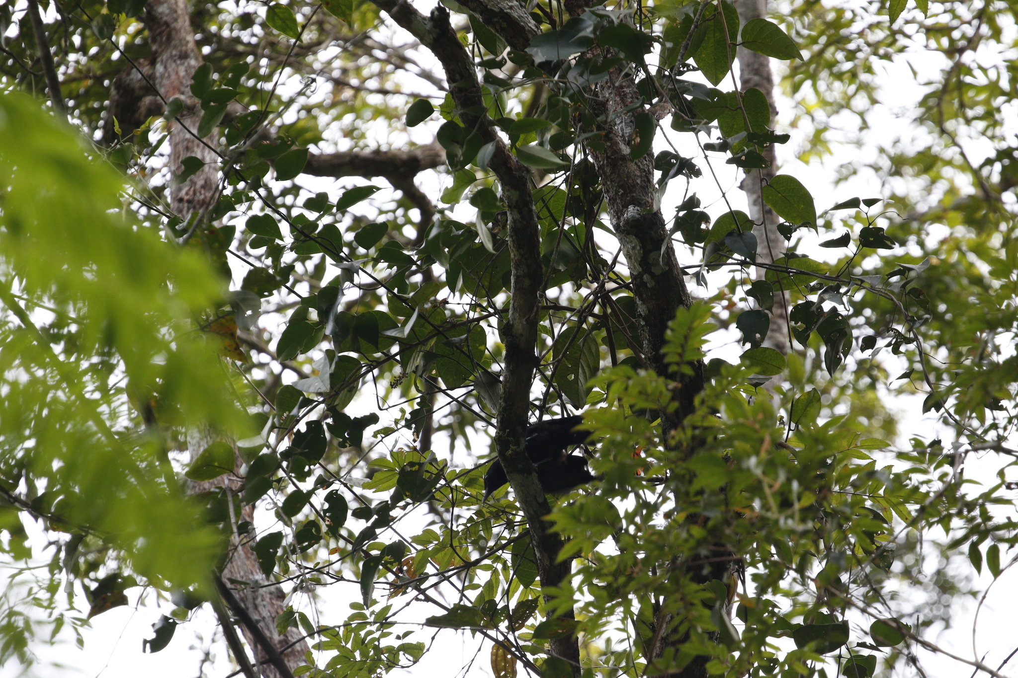 Javan Oriole (Oriolus cruentus), photo 10