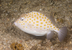 Anoplocapros inermis