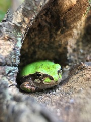 Hyla japonica