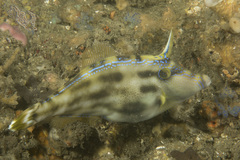 Meuschenia trachylepis