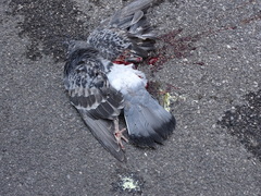 Columba livia domestica