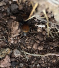 Pseudomethoca propinqua