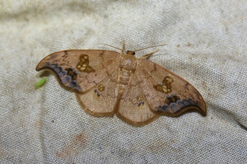 Sabra harpagula