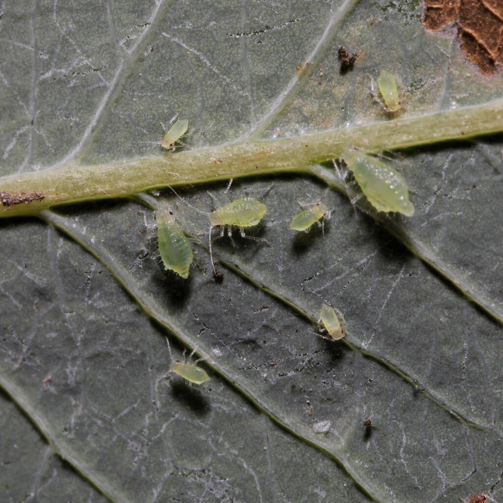 Chaitophorus capreae