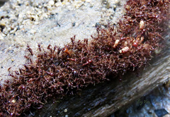 Labidus