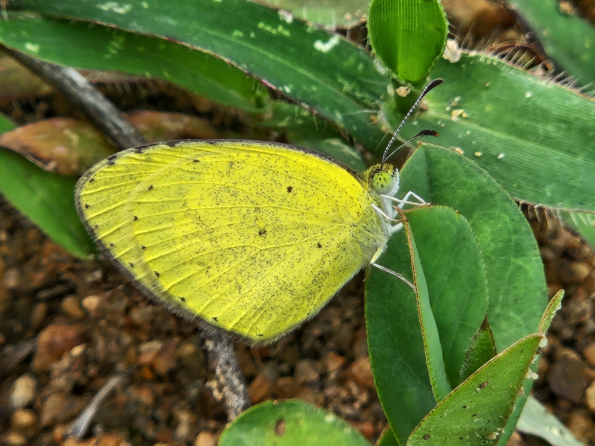 Small Grass Yellow