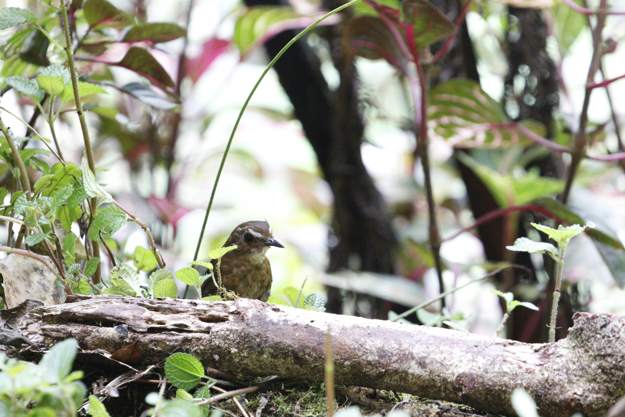 Lesser Shortwing