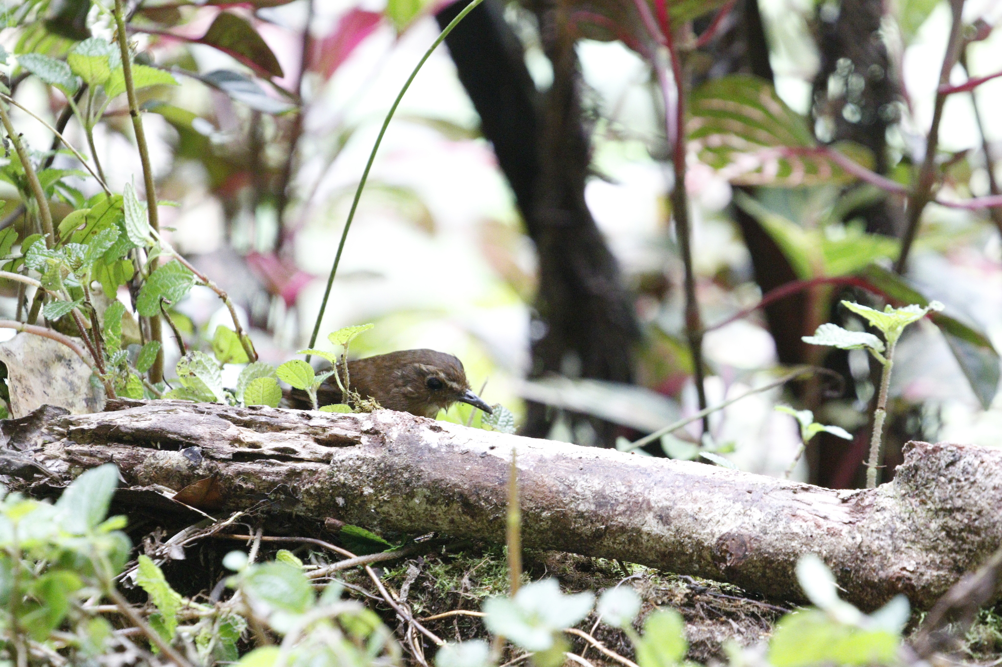 Lesser Shortwing