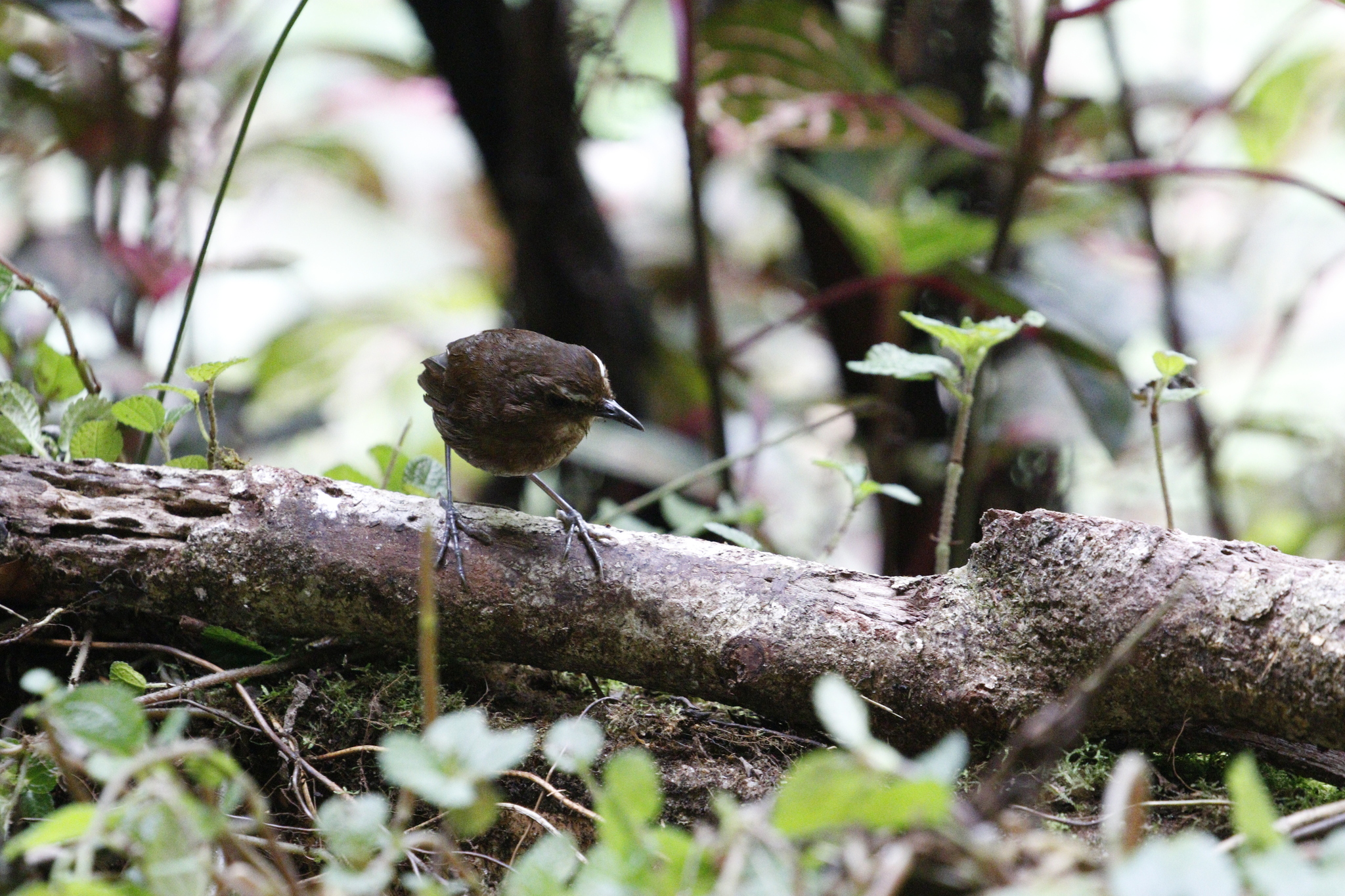 Lesser Shortwing