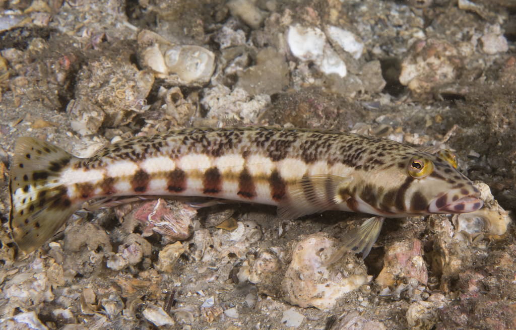 Black-Barred Weever