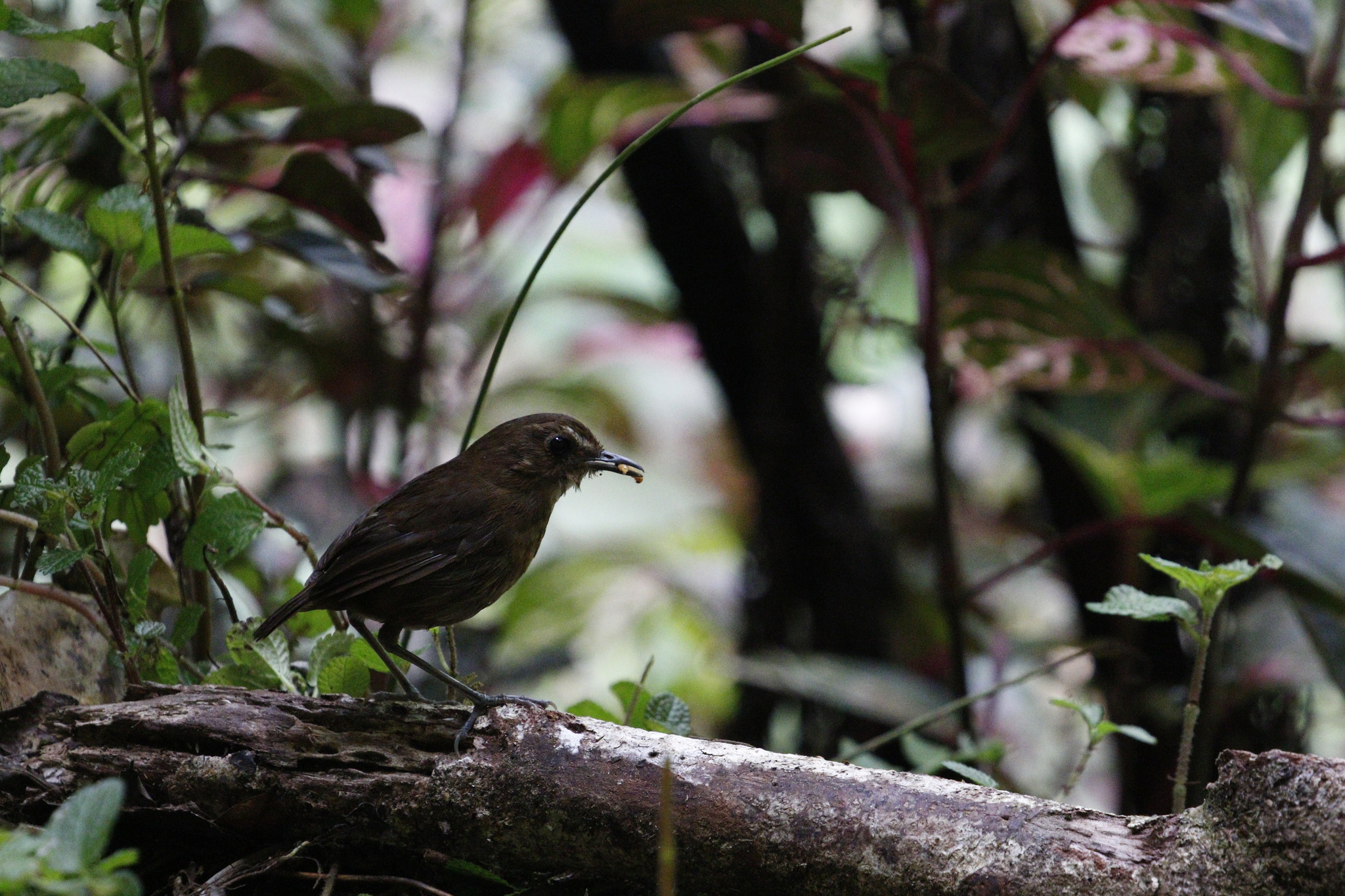 Lesser Shortwing
