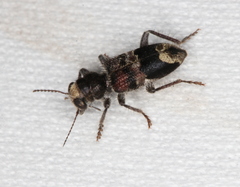 Clerus gilberti