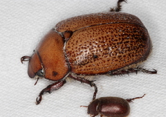 Anoplognathus velutinus