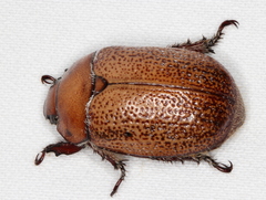 Anoplognathus velutinus