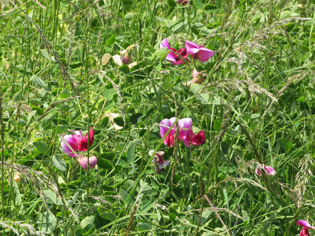 Lathyrus grandiflorus; photograph (c) R Clarke, some rights reserved (CC BY)
