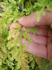 Selaginella moellendorffii