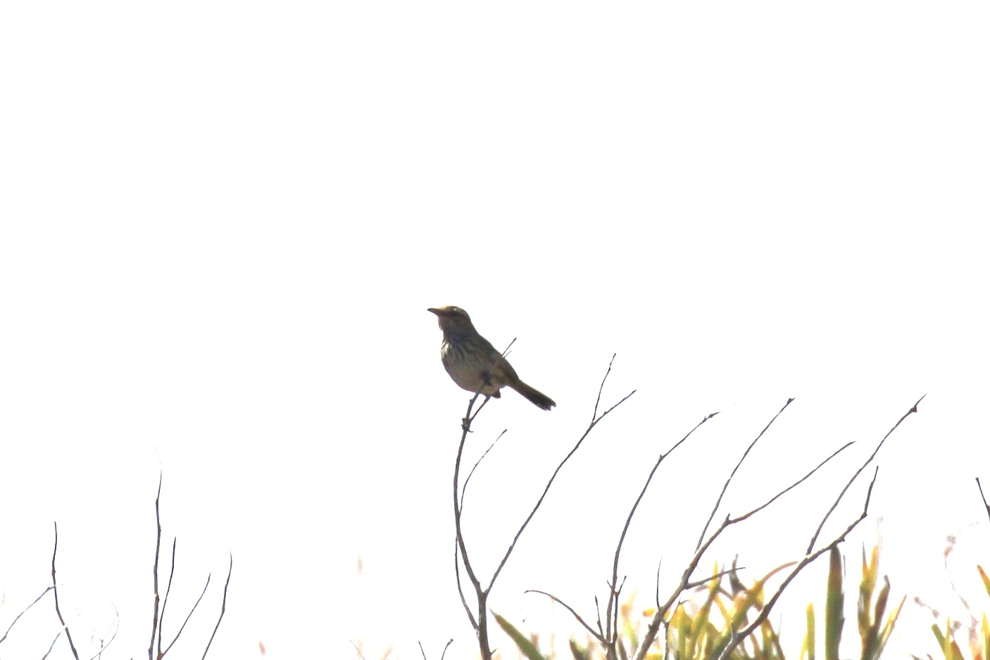 Rufous Fieldwren (Calamanthus campestris), photo 2
