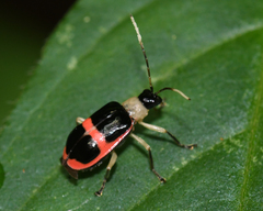 Paratriarius adonis
