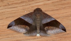 Bastilla maturata