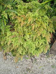 Selaginella moellendorffii