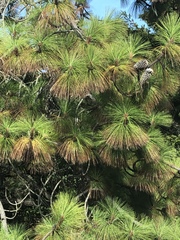 Pinus montezumae