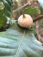 Heteroecus sanctaeclarae