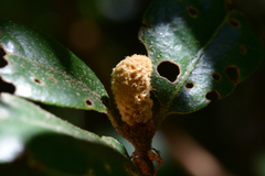 Heteroecus melanoderma