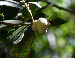 Heteroecus sanctaeclarae