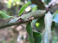 Dryocosmus asymmetricus