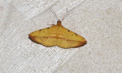 Striglininae