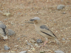 Pseudonigrita arnaudi