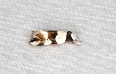 Zonopetala decisana