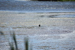 Chrysemys picta picta