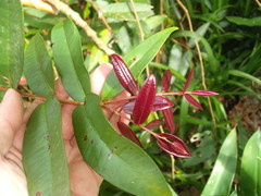 Syzygium wilsonii