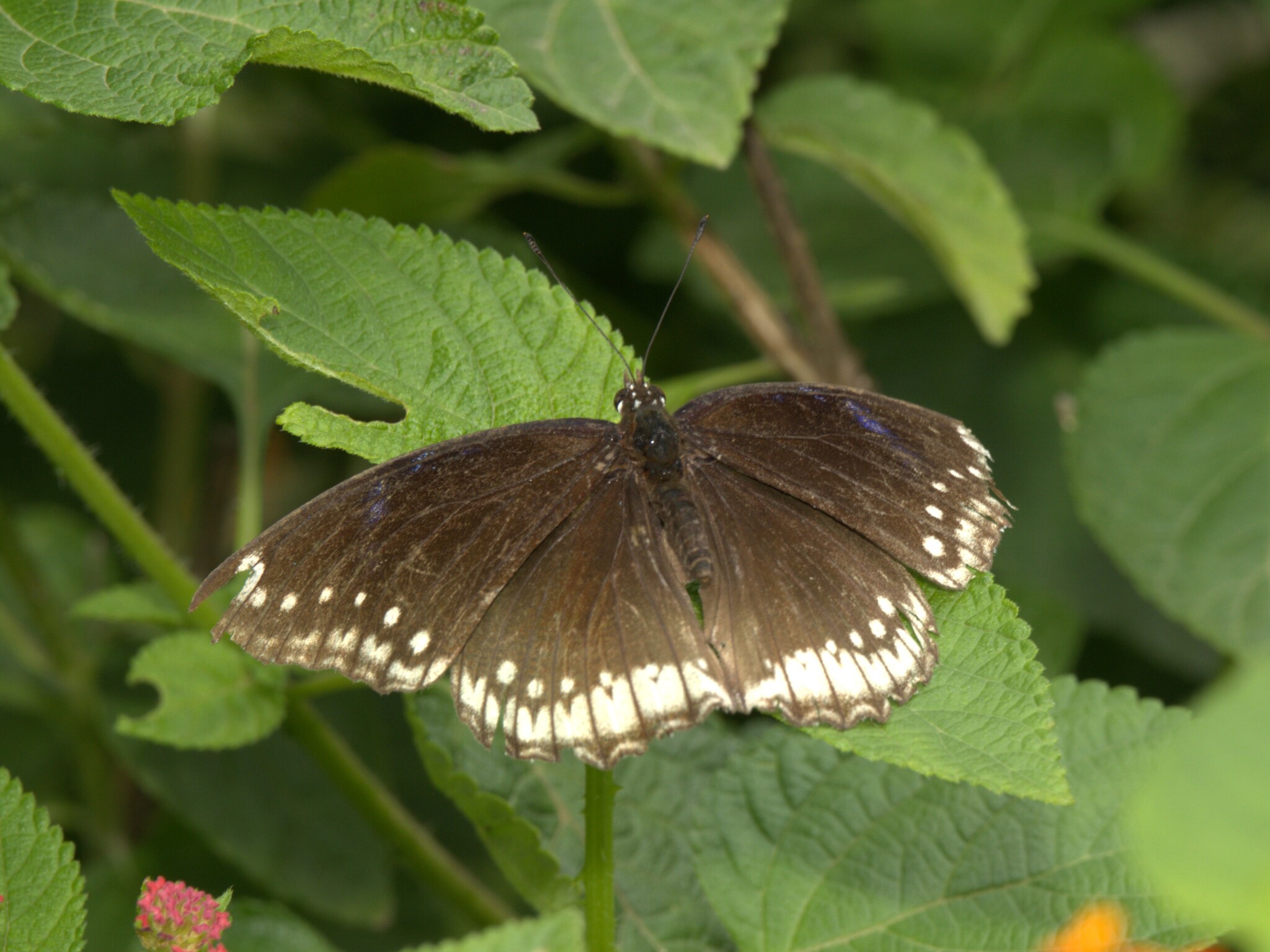 Great Eggfly