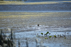 Chrysemys picta picta