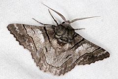 Hypobapta diffundens