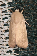 Leucania abdominalis