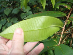 Syzygium wilsonii