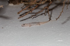 Phyllodactylus unctus