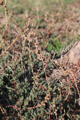 Camphorosma monspeliaca