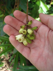 Syzygium wilsonii