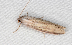 Prionopterina grammatistis