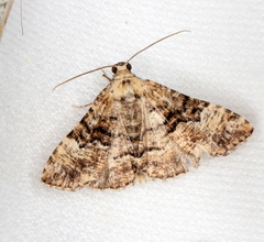 Aporoctena scierodes