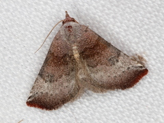 Mataeomera mesotaenia