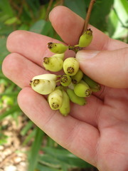 Syzygium wilsonii