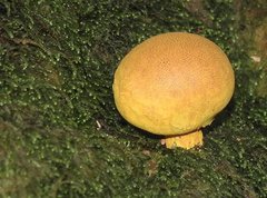 Scleroderma flavidum