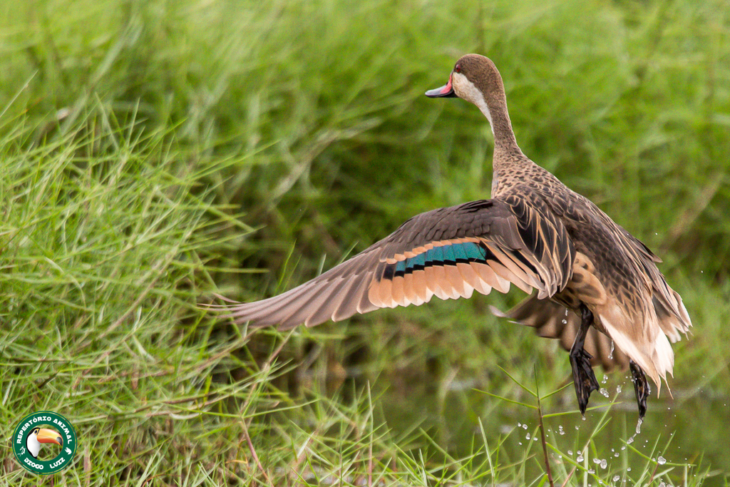 South American White-cheeked Pintail